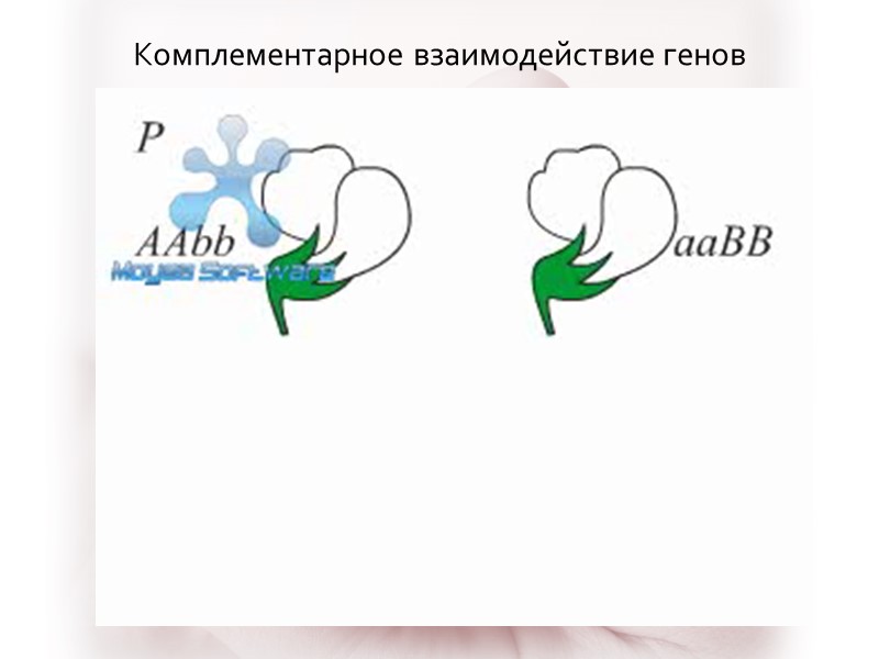 Комплементарное взаимодействие генов
